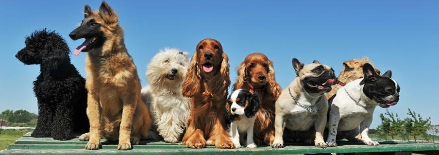 Veterinary clinic Linameg