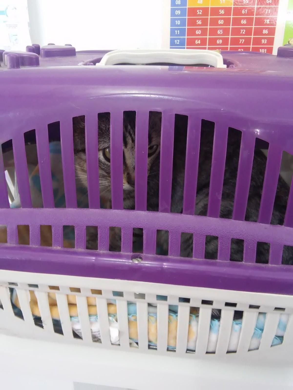 Criebem Veterinários