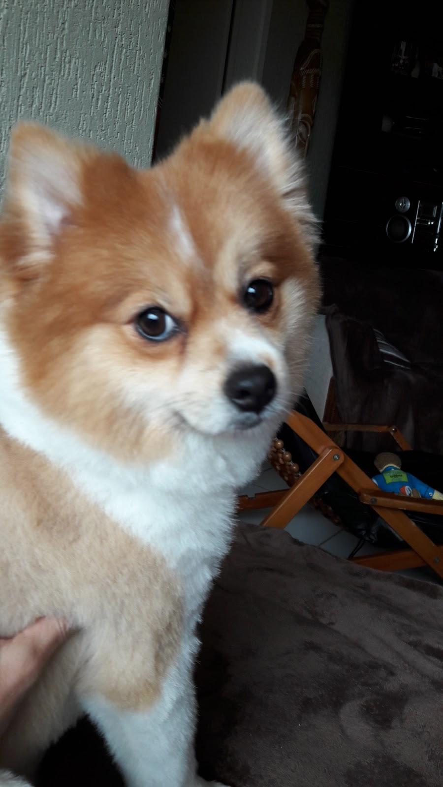 Disk Dog