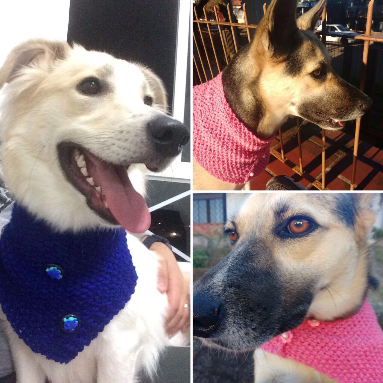 Pet shop - lindinhos e perfumados
