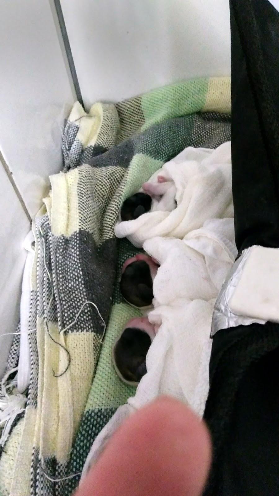 Vida Pet Clínica Veterinária Estética