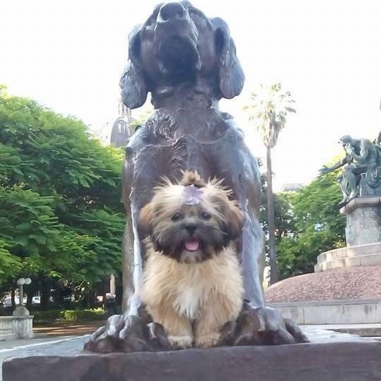 Pet shop Mafia Peluda