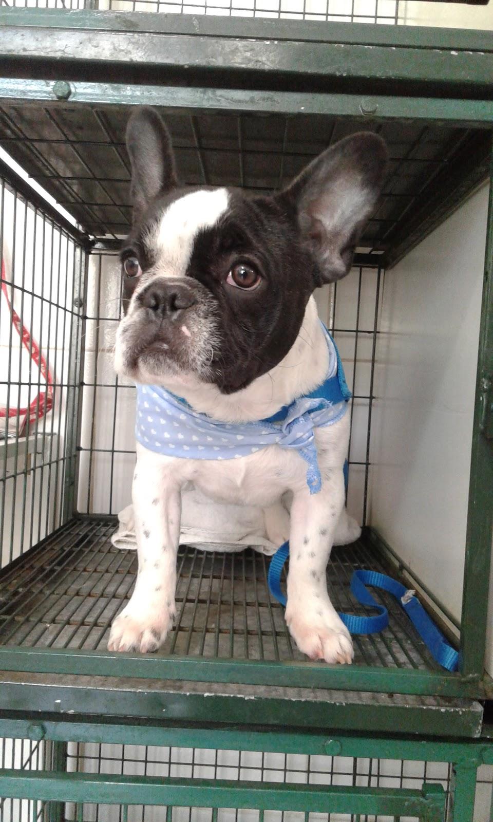 Estilo Pet