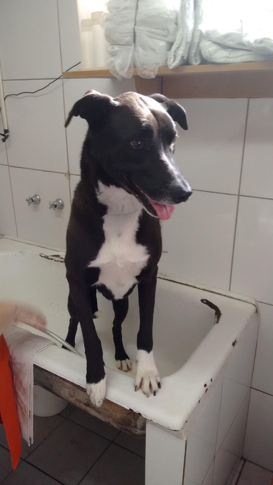 Clínica Veterinári Saúde Animal