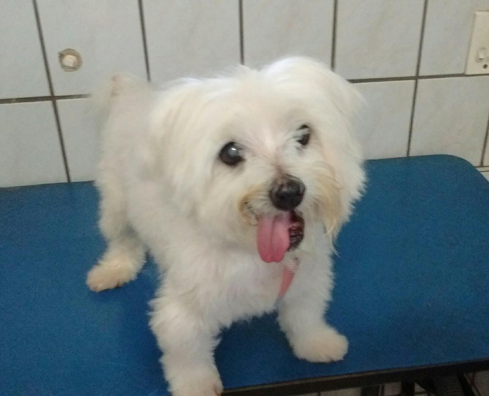 Pet da Esquina