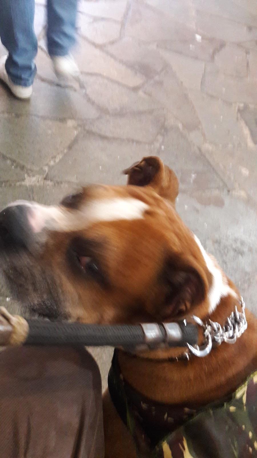 Fertivida Veterinaria