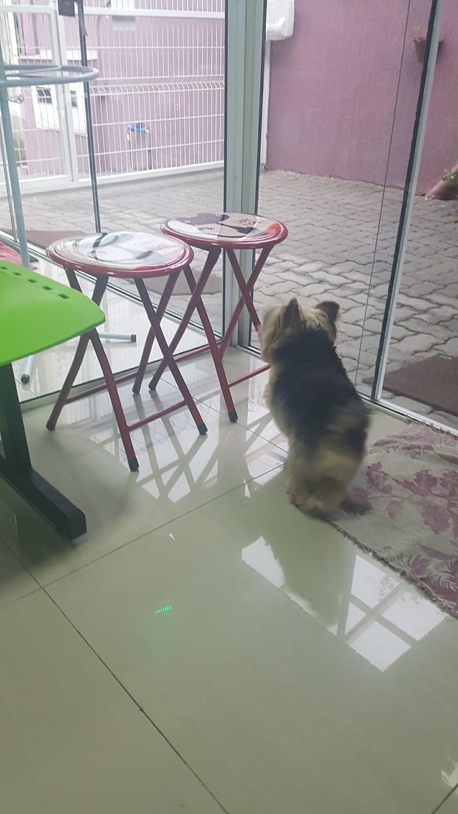 Cãosultório Veterinário