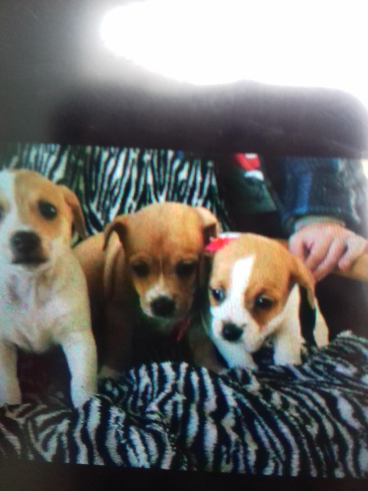 Veterinária Auxiliadora