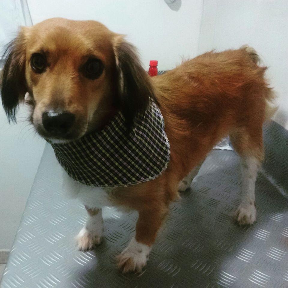 Pet Shop Estilo Animal