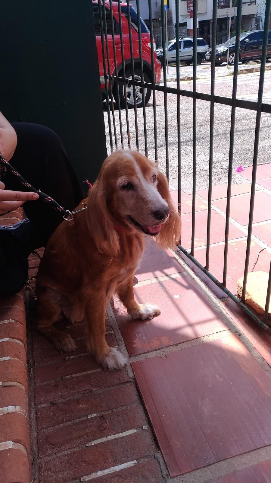 Clínica Veterinária Central