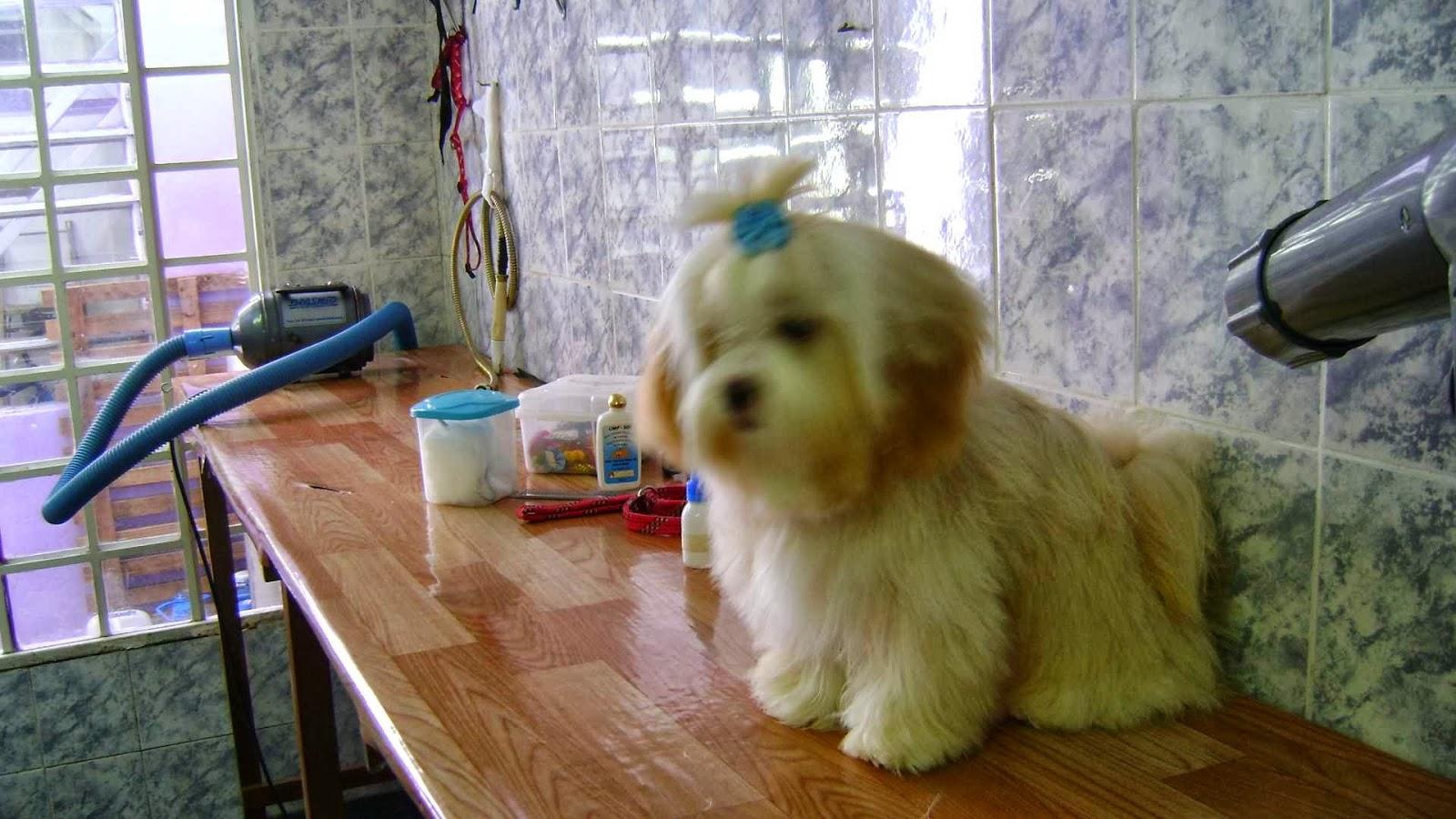 Animanos Clínica Veterinária - Dra Rossana