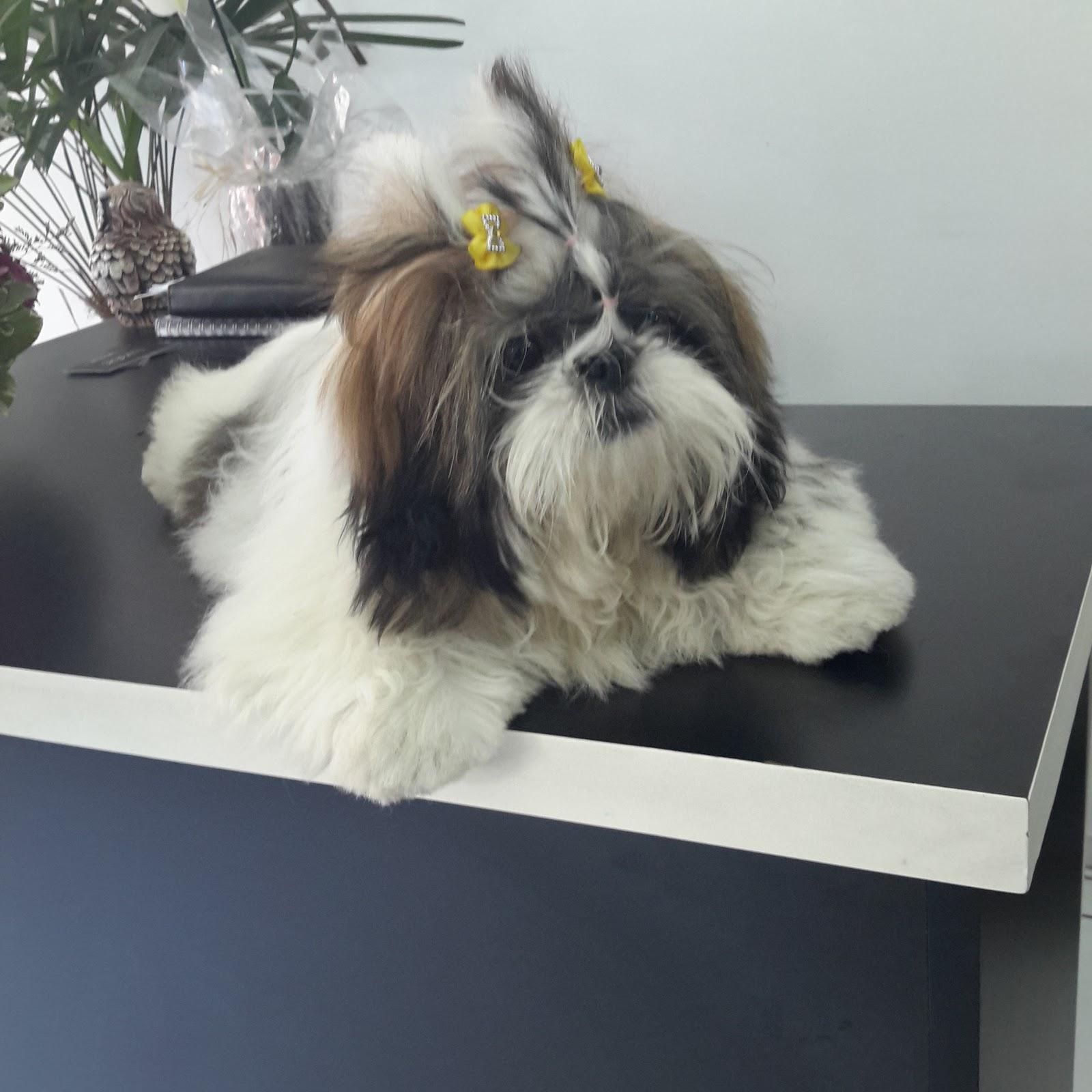 Bichinho Chique Pet Shop