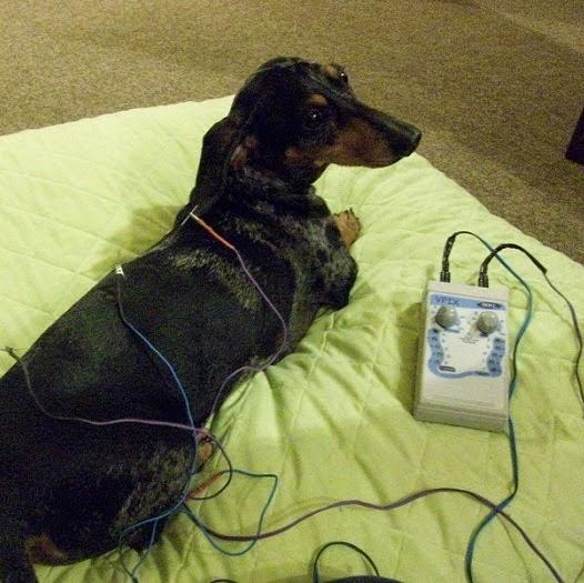 Dra Gisele Mazuim Acupuntura e Fisioterapia Veterinaria