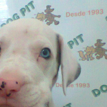 Dog Pit Clínica VETERINÁRIA