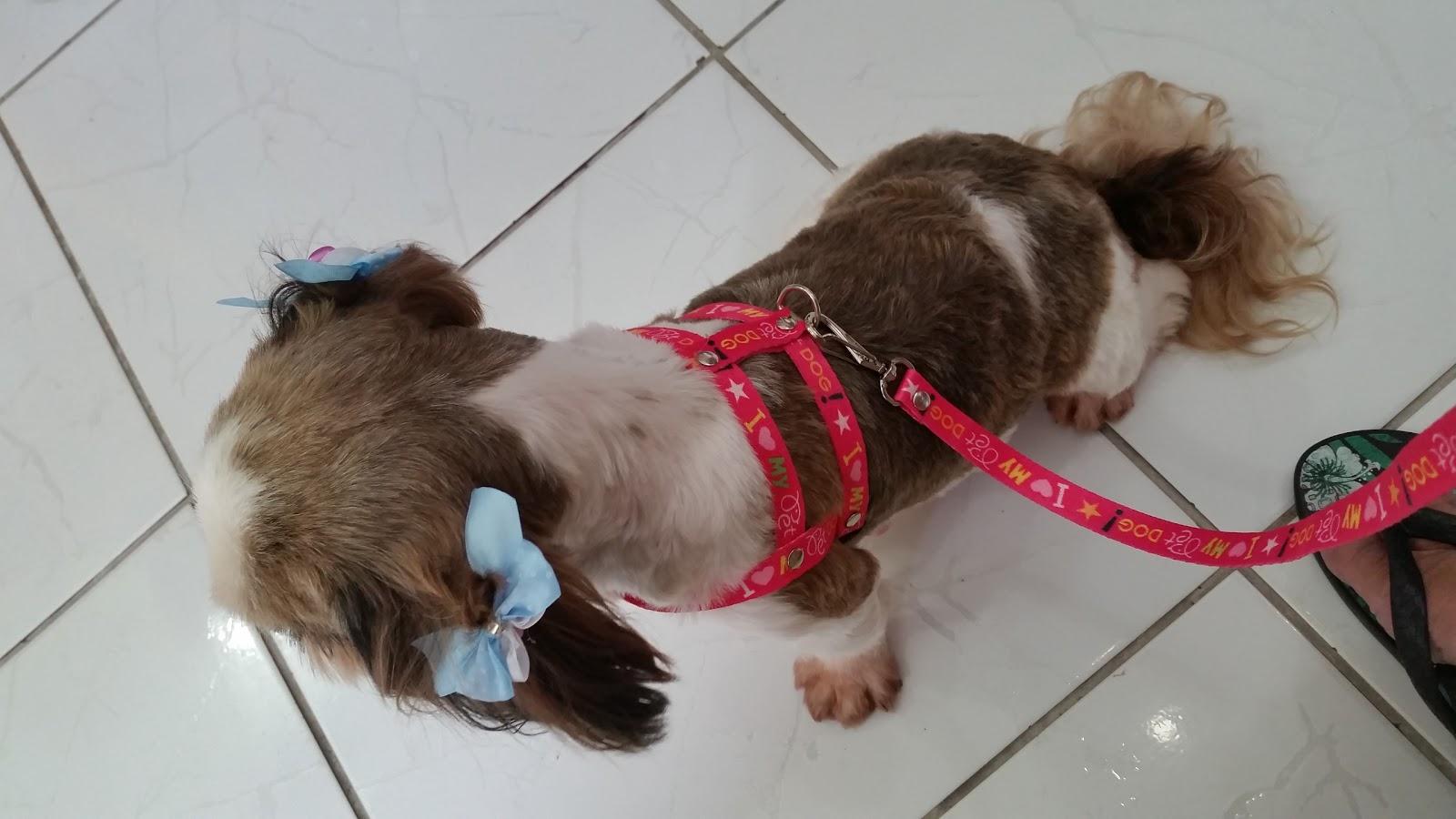Pet Estimação