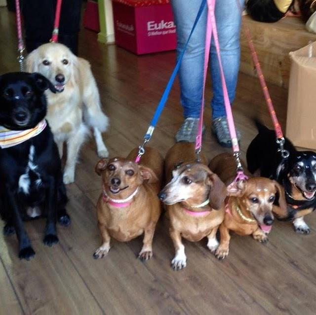 Afeto & Saúde Animal