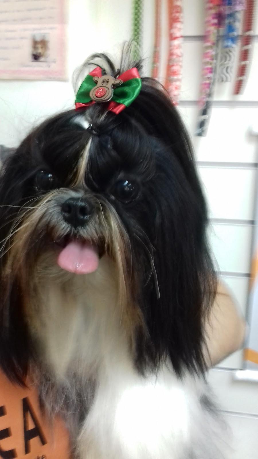 My Pet Centro de Saúde e Bem Estar Animal