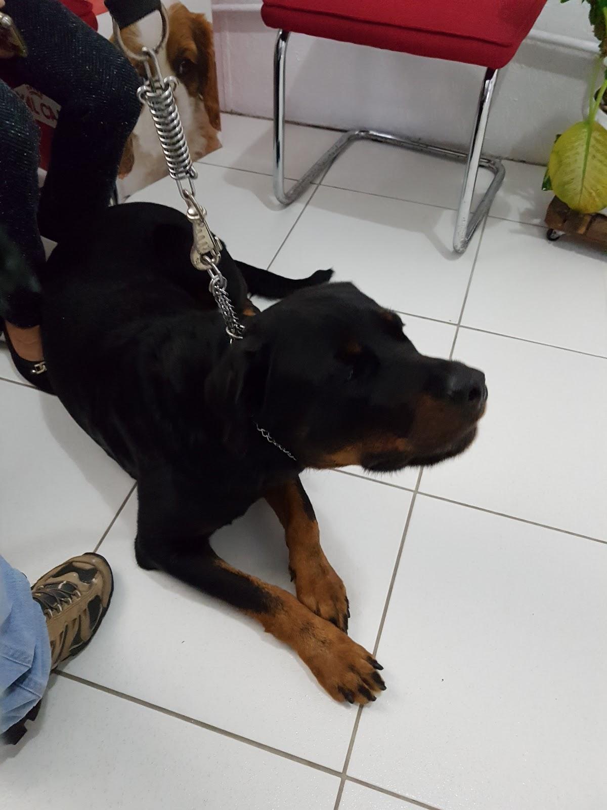 Curupira Veterinária