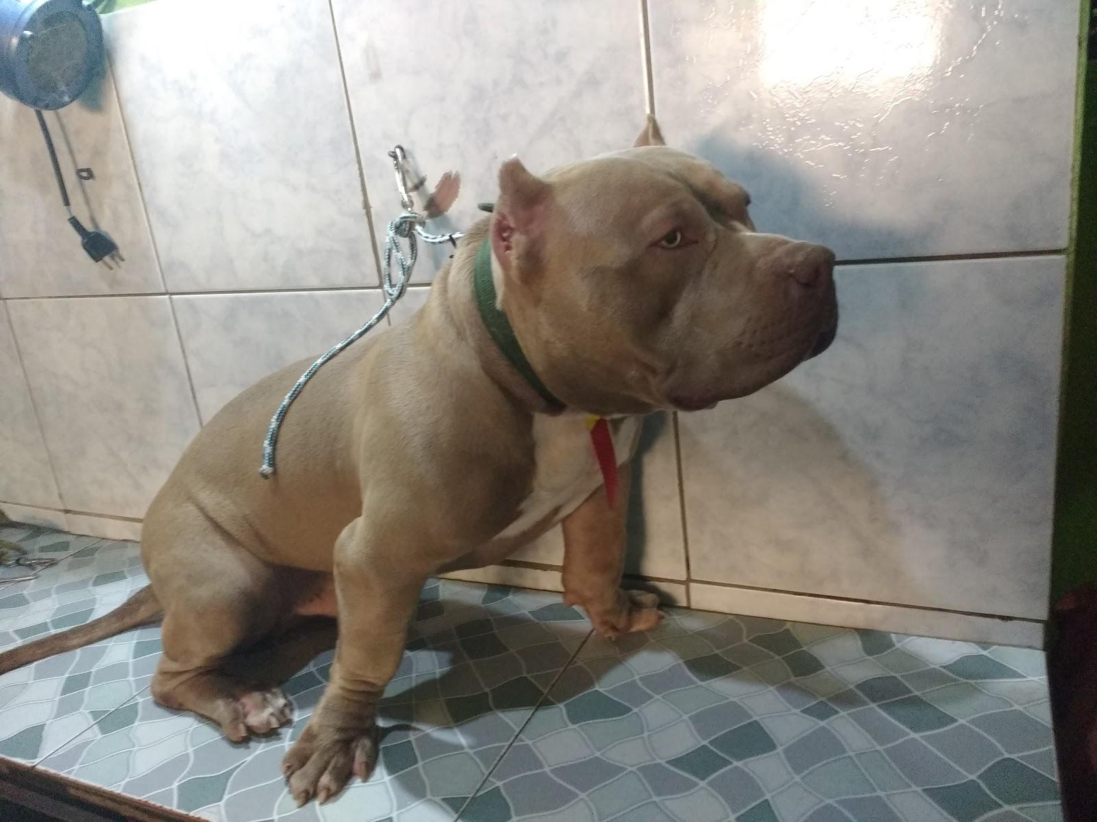 Pet Shop Agrodog