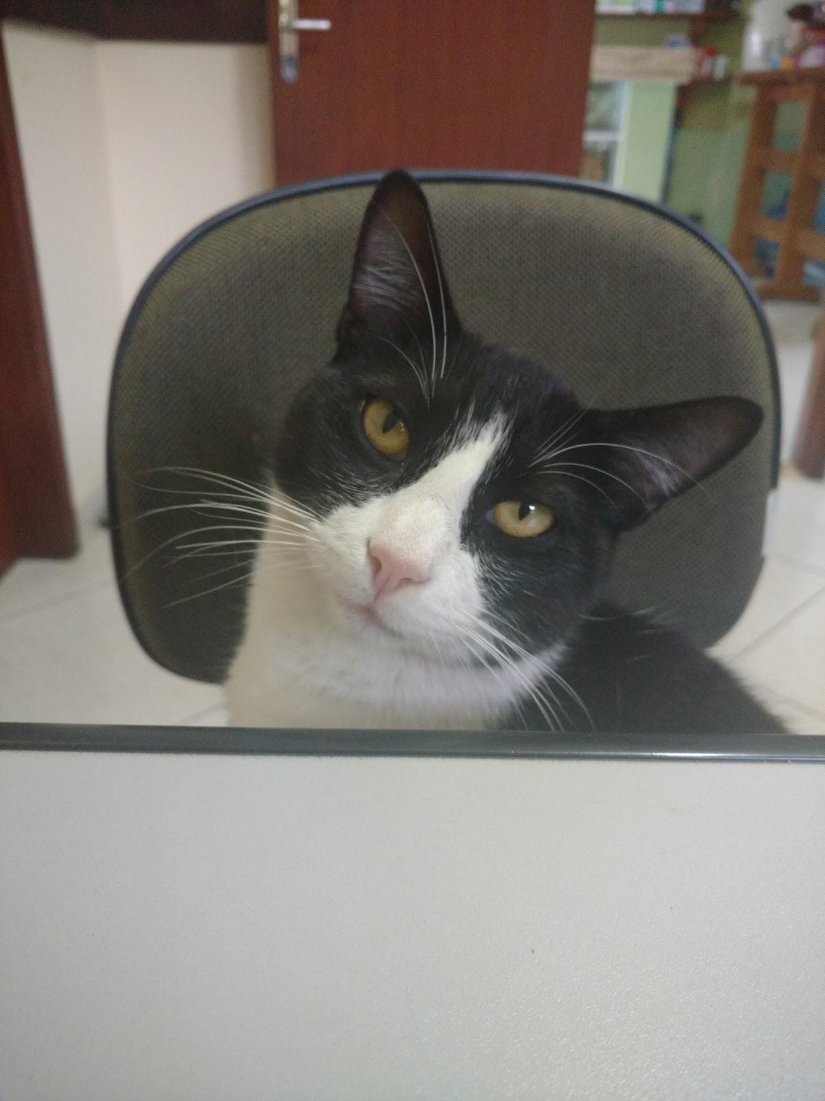 Veterinária Posse