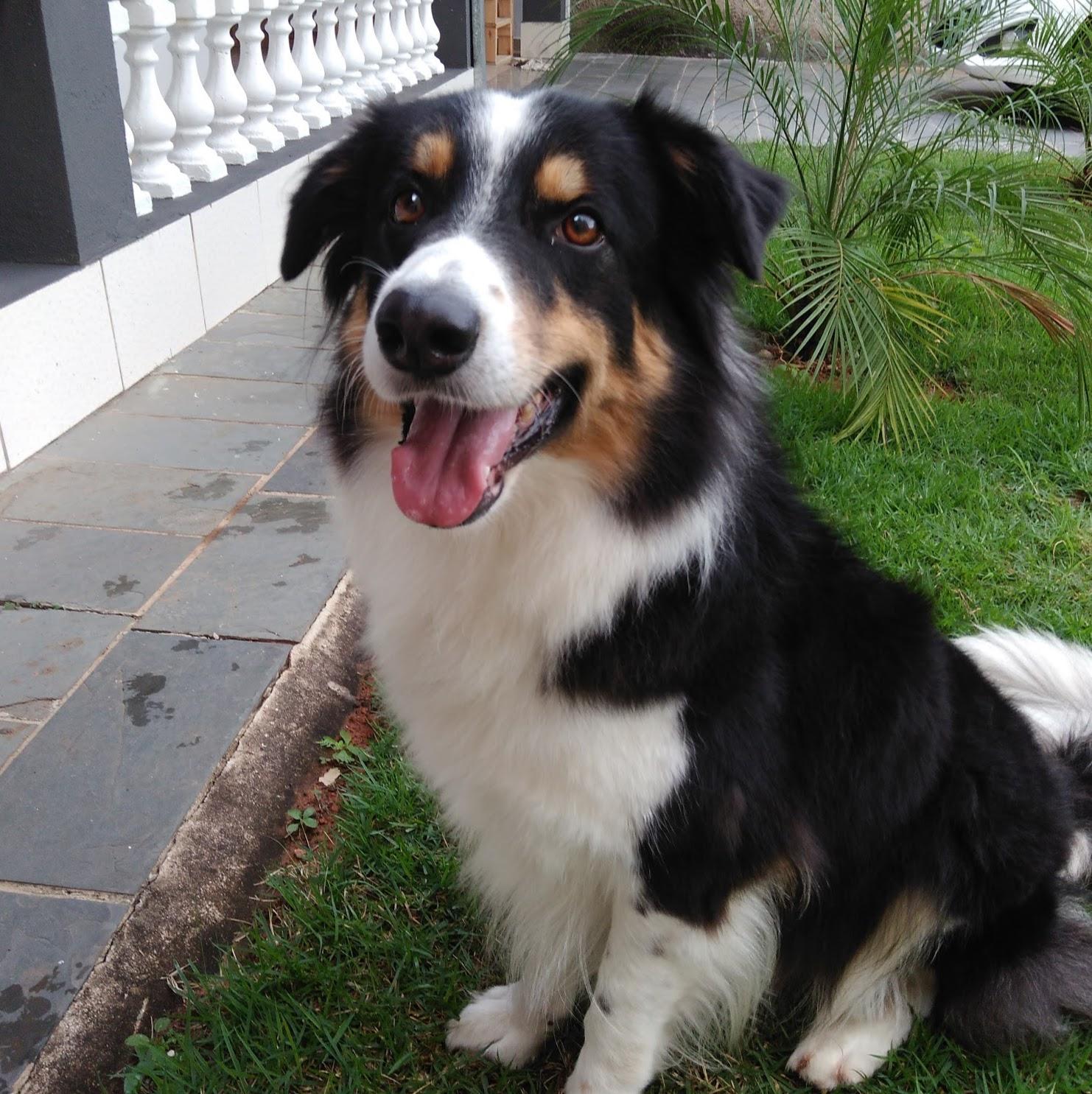 Mascote Clínica Veterinária